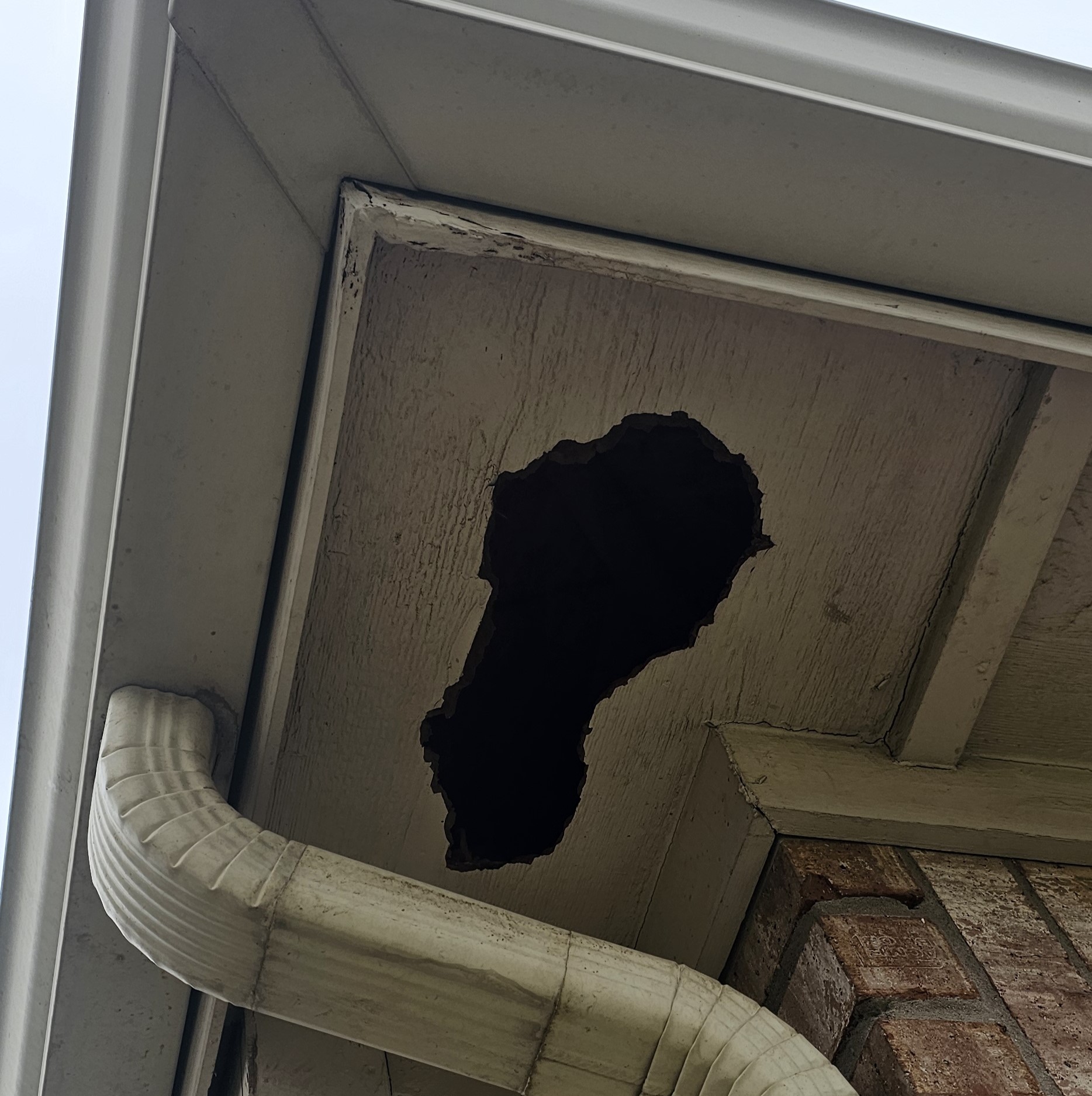 Raccoon Damage in Attic