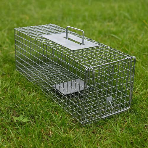 Raccoon Live Trap