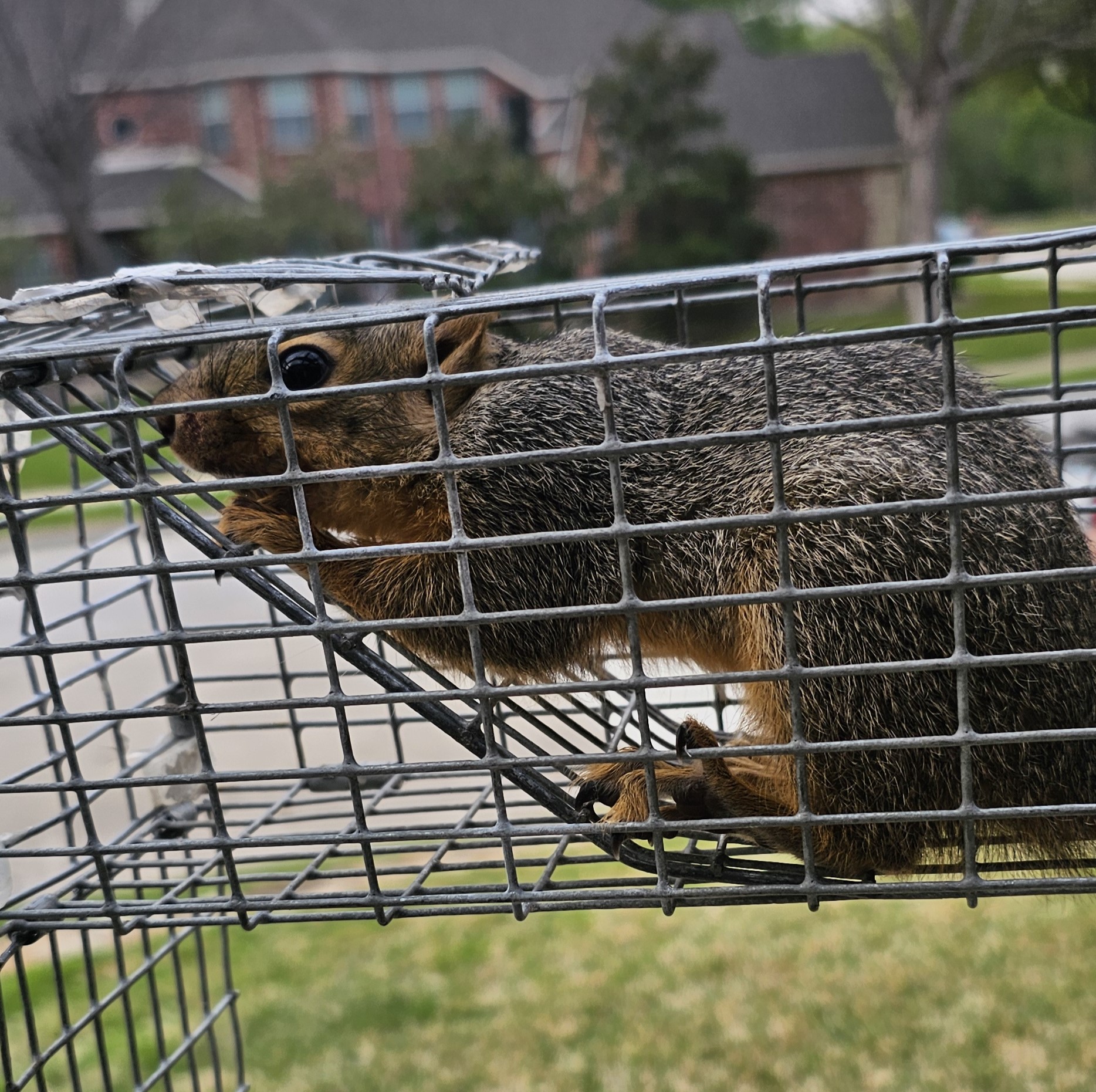 Squirrel Relocation Process